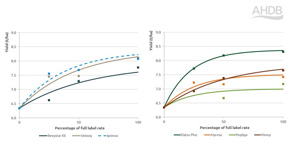 Yellow rust yield fungicide performance response chart 2024